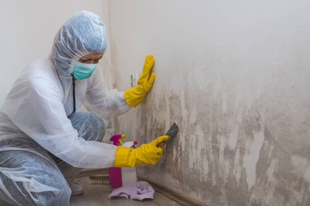 Mold Testing and Removal in Lake California, CA