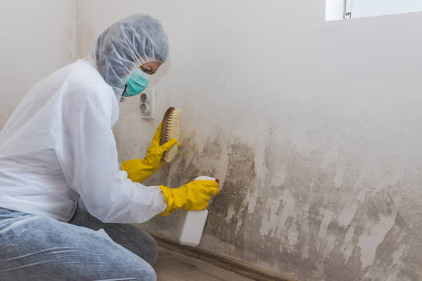 Best Local Mold Removal Service  in Lake Lifornia, CA