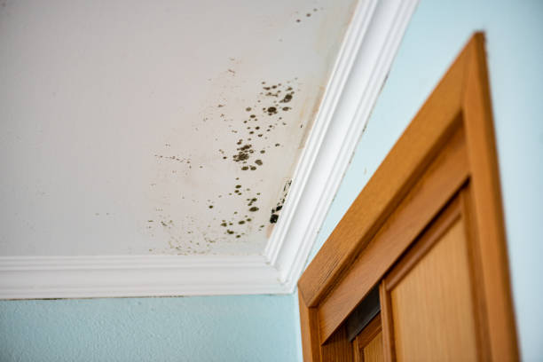 Best Mold Cleaning Services  in Lake Lifornia, CA
