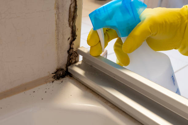 Best Commercial Mold Removal  in Lake Lifornia, CA