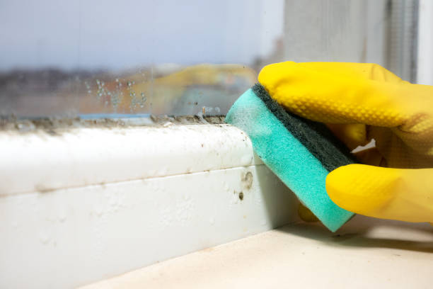 Best Certified Mold Removal  in Lake Lifornia, CA