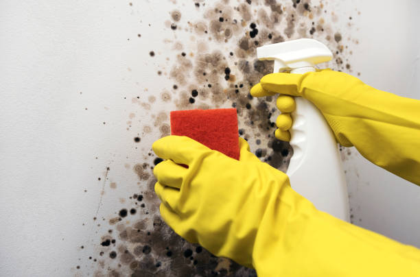 Certified Mold Removal in Lake California, CA