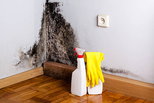 Best Toxic Mold Removal  in Lake Lifornia, CA