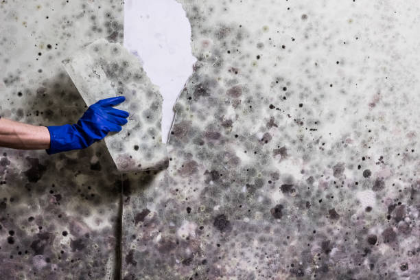 Professional Mold Removal in Lake California, CA