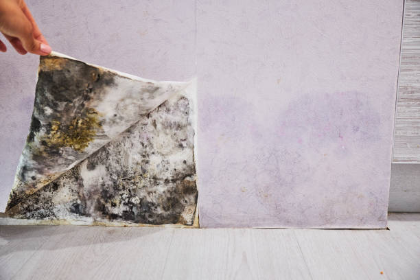 Best Certified Mold Removal  in Lake Lifornia, CA